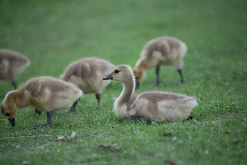 goslings resting and scavenging for food (grass) by a river - cloudy weather - minimal post-processing - neutral 