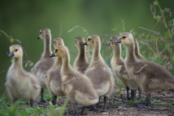 slowly maturing goslings await their turn to descend a short escarpment river bank - bokeh background - minimal post-processing - neutral 