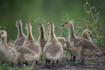slowly maturing goslings await their turn to descend a short escarpment river bank - bokeh background - minimal post-processing - neutral 