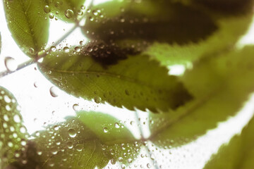 Background of green leaves behind a glass with lots of of water, dew drops after summer rain....