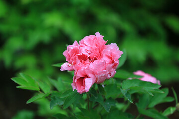 Blooming peonies in the park, China