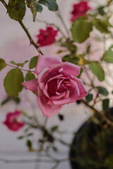 pink rose in the garden