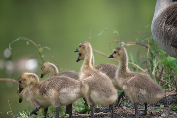slowly maturing goslings await their turn to descend a short escarpment river bank while parent watches over its clutch - bokeh background - minimal post-processing - neutral 