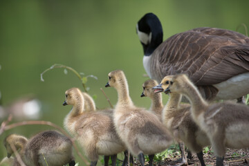 slowly maturing goslings await their turn to descend a short escarpment river bank while parent watches over its clutch - bokeh background - minimal post-processing - neutral 