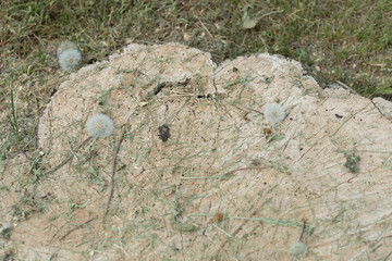 tree stump with a dusting of dried grass clippings and dandelion seed heads under cloudy weather - backgrounds