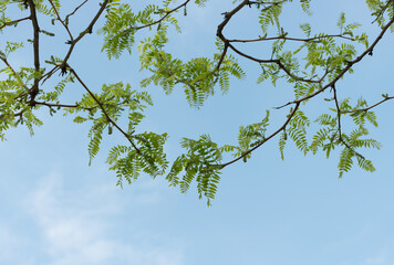 honey locust leaves (branches) and catkins against blue sky - with space for text lower half