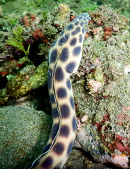 Costa Rica Pacific sea life