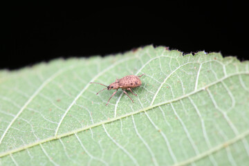 Weevil on wild plants, North China