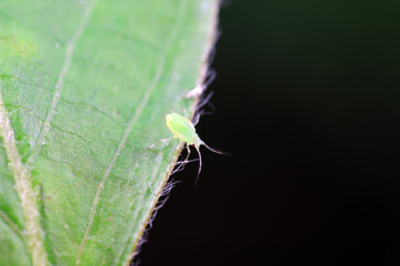 Aphids crawling on wild plants, North China