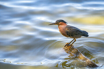 Green heron (Butorides striatus) stands on a stone in a lake.
