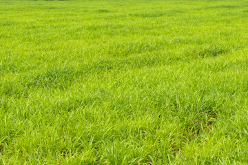 Green field landscape, Background of a green grass, Green grass texture.
