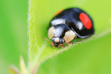 Ladybugs crawling on wild plants, North China