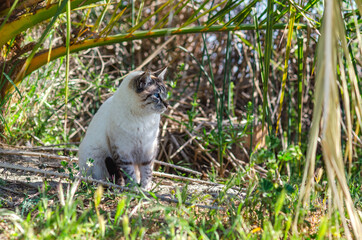 Cat with blue eyes (Ojos azules). Wildlife photography.	