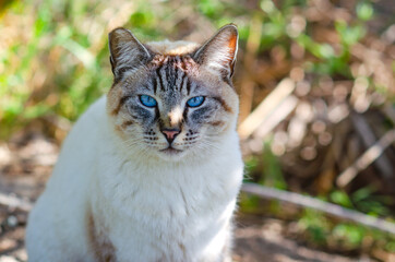 Naklejka na ściany i meble Portrait of a cat with blue eyes (Ojos azules). Wildlife photography. 