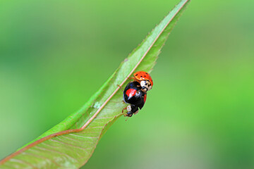 Two ladybugs mate in nature, North China