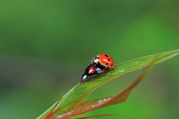 Two ladybugs mate in nature, North China
