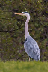 great blue heron