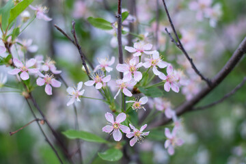 a blooming apple tree in the foliage.selective focus.