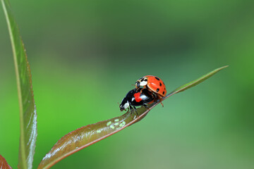 Two ladybugs mate in nature, North China