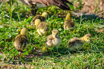 Canadian Goslings on the grass