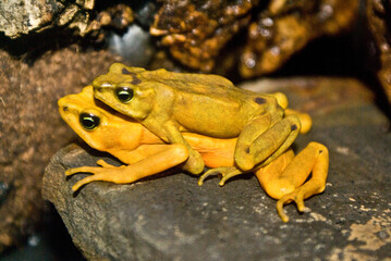Copulating yellow frogs