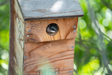 A tree swallow peeks out of its birdhouse.