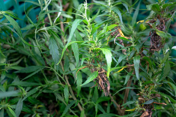 Cut flowers and cannabis seeds in baskets for drying..stock footage in herb medical concept.