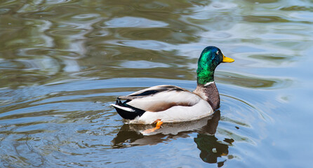 duck on the water