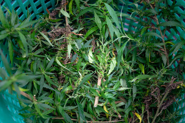 Cut flowers and cannabis seeds in baskets for drying..stock footage in herb medical concept.