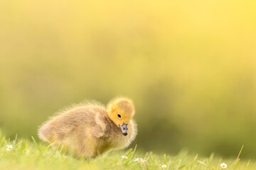 duck in the grass