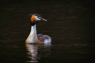 great crested grebe
