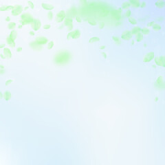 Green flower petals falling down. Resplendent roma