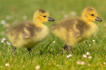 Twin ducklings in the grass