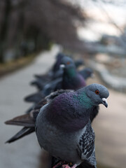 鳩