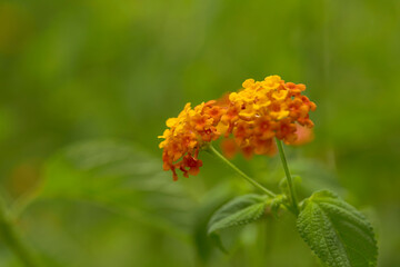 West Indian Lantana Flower Background