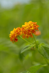 West Indian Lantana Flower Background
