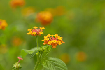 West Indian Lantana Flower Background