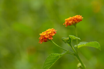 West Indian Lantana Flower Background