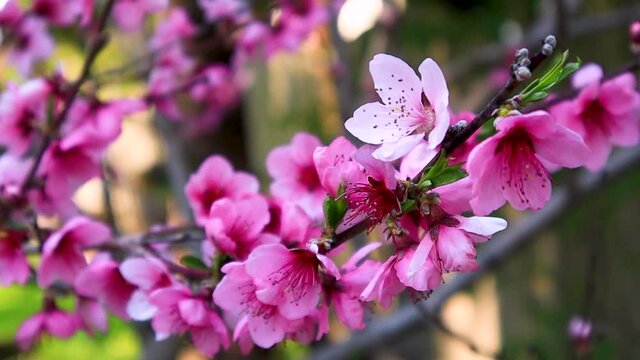 Peach Blossom tree dolly Push In to CU 10sec