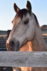Horse, grey, handsome