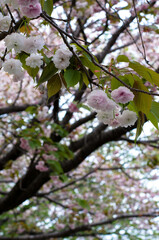 八重桜