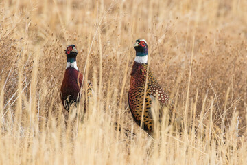The Color of Pheasants