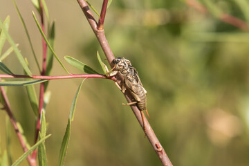 Stonefly Husk