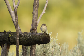 Perched Flycatcher