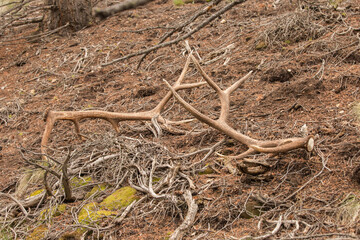 Shed Elk Antlers