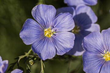 Blue Flax Flower