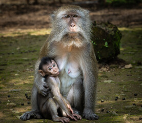 Mother and baby monkey are hugging