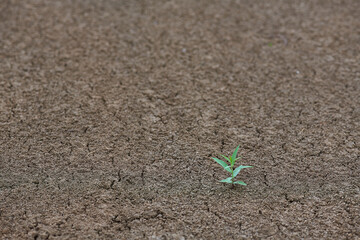 growing green sprout on cracked dry ground