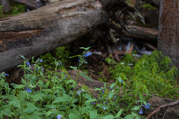 Mountain Bluebell wildflowers patch closeup