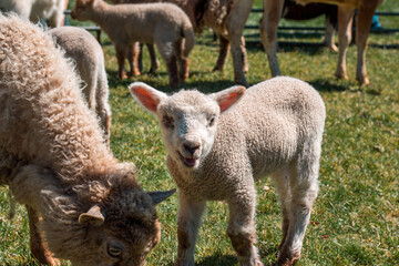 Sheep and lamb in a petting zoo in Grand Rapids Michigan